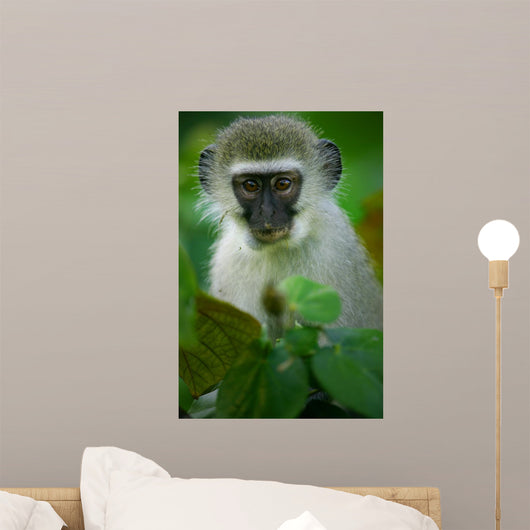 Vervet Monkey
