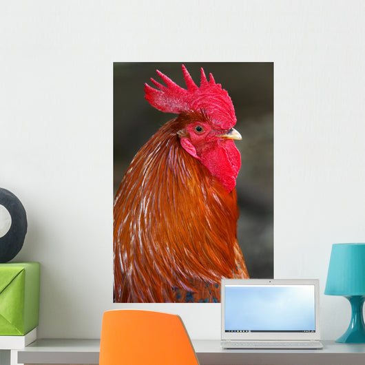 Red Rooster