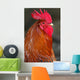 Red Rooster