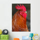 Red Rooster