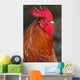 Red Rooster