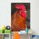 Red Rooster