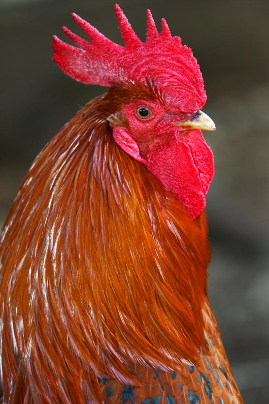Red Rooster
