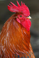 Red Rooster