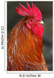 Red Rooster