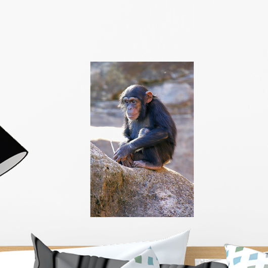 Chimpanzee