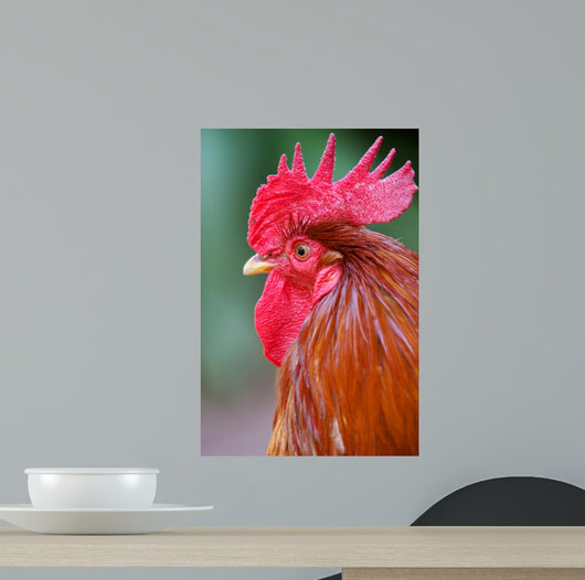 Red Rooster