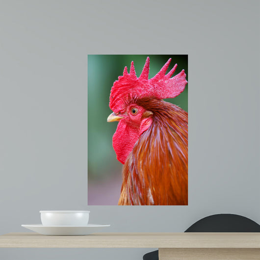 Red Rooster