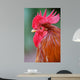 Red Rooster
