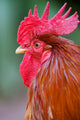 Red Rooster