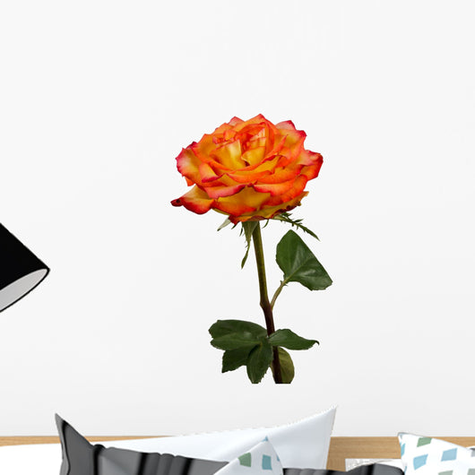 rose-macro-isolated