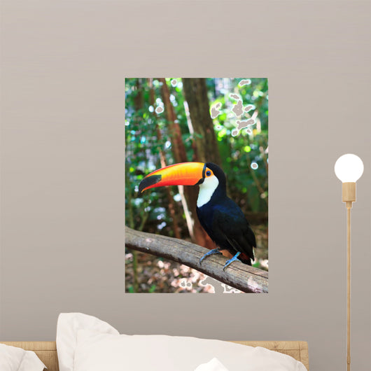 Toco Toucan (Common)