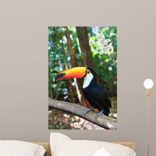 Toco Toucan (Common)