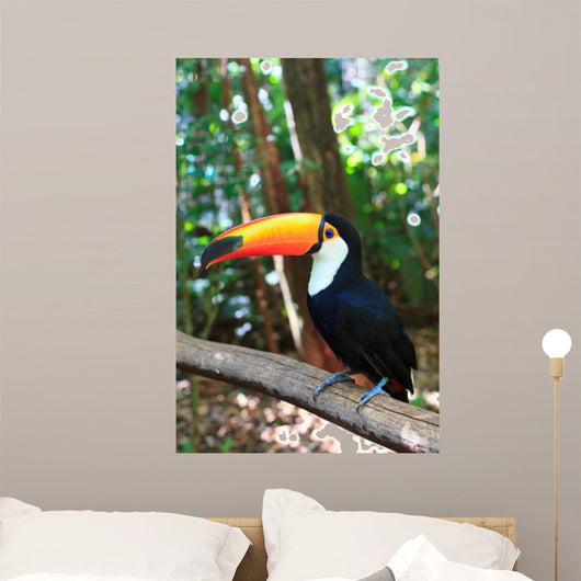 Toco Toucan (Common)