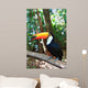 Toco Toucan (Common)