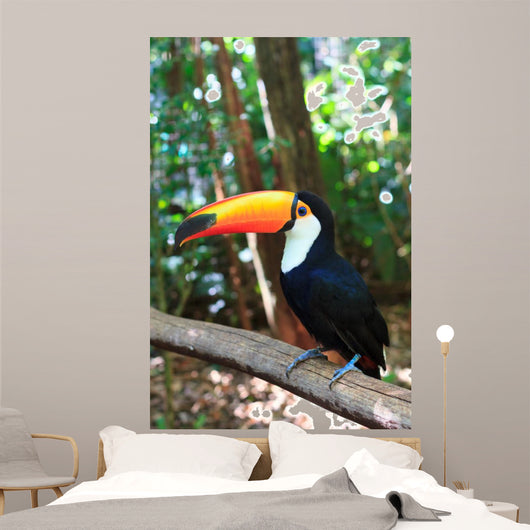 Toco Toucan (Common)