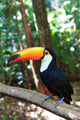 Toco Toucan (Common)