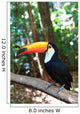Toco Toucan (Common)