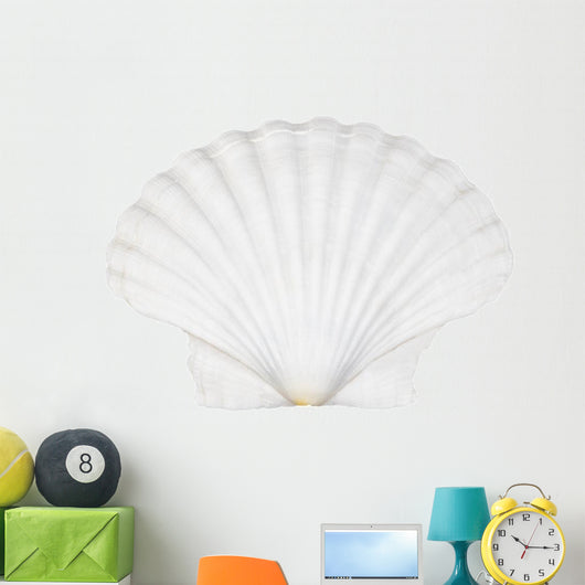 Beautifiul Ocean Shell Isolated on White
