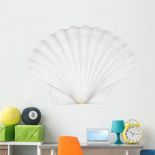 Beautifiul Ocean Shell Isolated on White