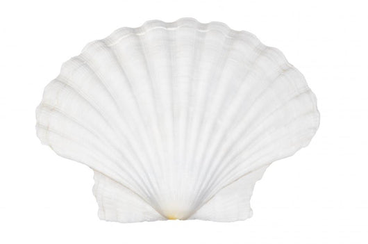 Beautifiul Ocean Shell Isolated on White