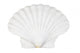 Beautifiul Ocean Shell Isolated on White