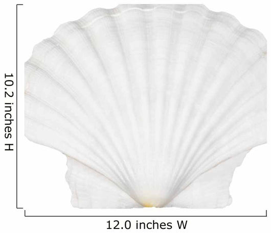 Beautifiul Ocean Shell Isolated on White