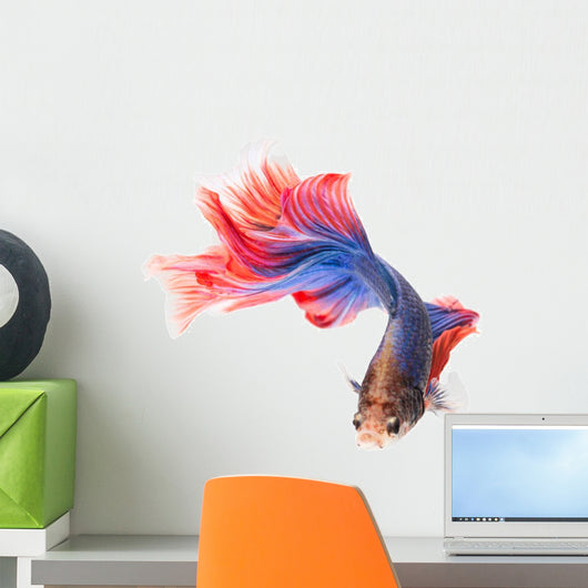 Siamese Fighting Fish , Betta Isolated on White Background.