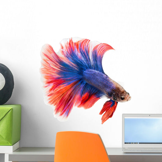 Siamese Betta Fish Wall Decal