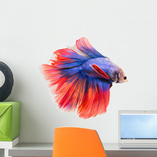 Siamese Fighting Fish , Betta Isolated on White Background.