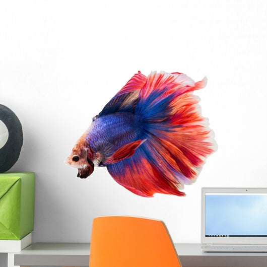 Siamese Betta Fish Wall Decal