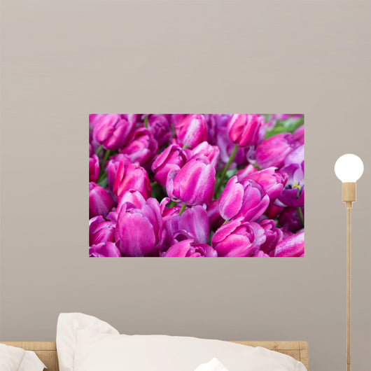 purple tulips with water drops Wall Mural