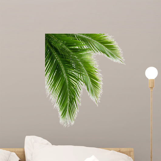 Leaves Coconut Tree White