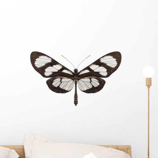 Tropical Butterfly Collection Methona