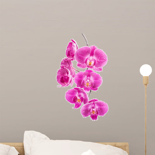 Orchid Flowers White