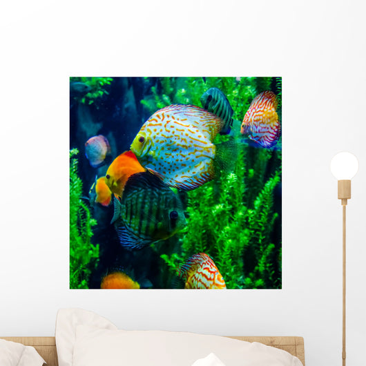 salt water fish in the ocean or aquarium Wall Mural
