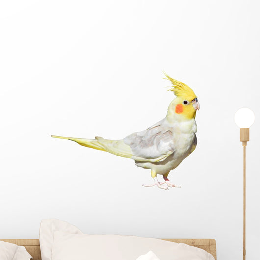 Cockatiel