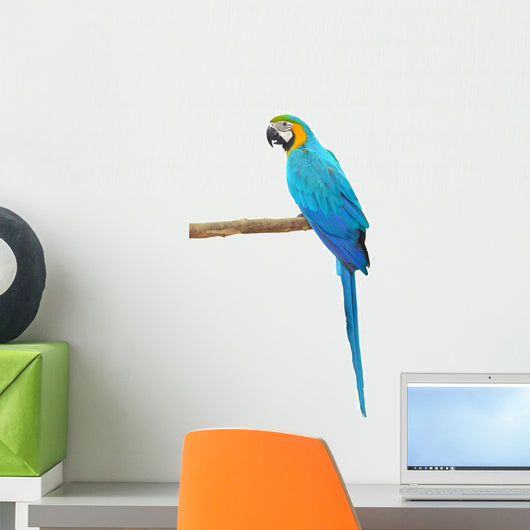 Blue and Gold Macaw