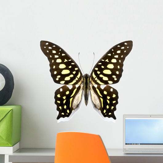 Tropical Butterfly Collection Graphium