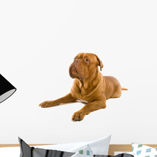 French Mastiff Dog White Wall Mural