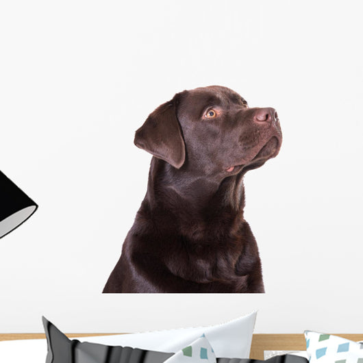 Chocolate Labrador