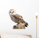 Barn Owl