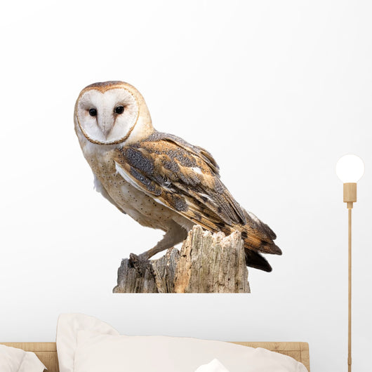 Barn Owl
