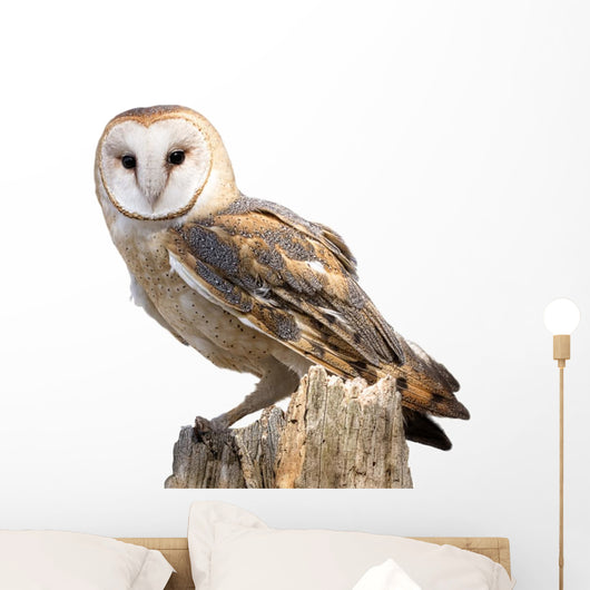 Barn Owl