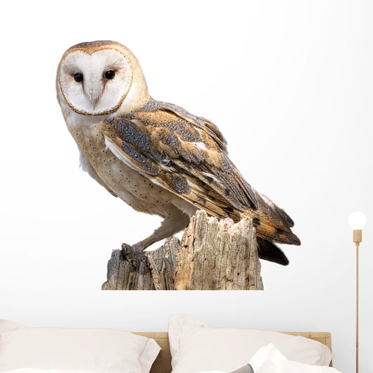 Barn Owl