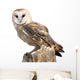 Barn Owl