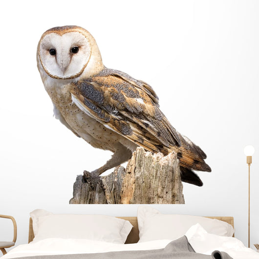 Barn Owl