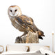 Barn Owl