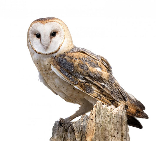Barn Owl