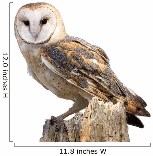 Barn Owl